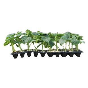 寿光蔬菜苗秧大全辣椒秧苗菜苗秧苗批发番茄南方茄子西瓜黄瓜豆角