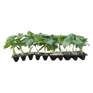 寿光蔬菜苗秧大全辣椒秧苗菜苗带土秧苗批发番茄茄子西瓜黄瓜豆角
