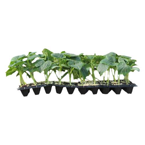老品种茄子苗可留种