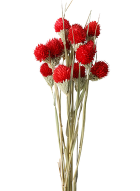 千日红干花真花花束家居装饰