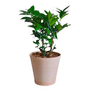 PHYSIS会呼吸 活化石 竹柏古老裸子室内观叶植物驱蚊净化空气盆栽