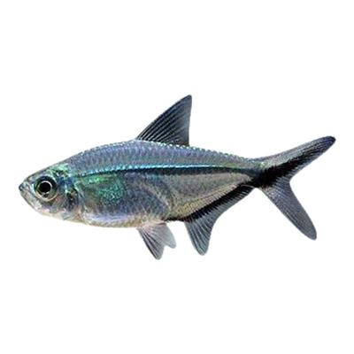 黑尾大勾旗热带鱼观赏鱼