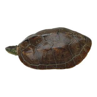 大草龟乌龟活物中华草龟花杂草龟中国乌龟特大龟适合家养耐养宠物