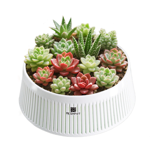 新款美莳多肉专用花盆大口径植物拼盘组合透气控根大号带托盘一体