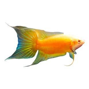 中国斗鱼黄金玄黄招财免打氧耐活冷水淡水观赏鱼懒人鱼好养免加温