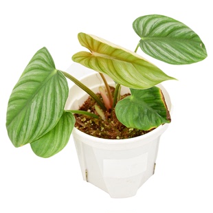 西瓜皮碧浪蔓绿绒 Philodendron plowmanii   网红室内绿植盆栽