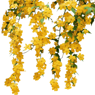 单瓣棣棠花苗庭院地栽阳台盆栽室外耐阴耐寒花灌木花卉植物棣棠苗