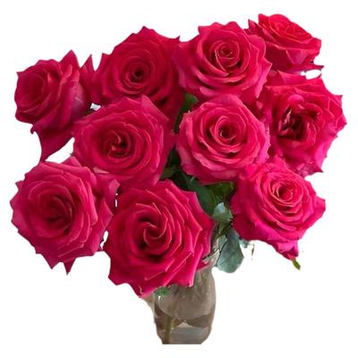 A级弗洛伊德玫瑰鲜花基地直发
