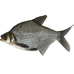 鳊鱼鱼苗淡水大草鳊夏花小武昌鱼活体团头鲂养殖三角边鱼食用包邮