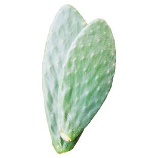 米邦塔食用仙人掌新鲜现摘健康蔬菜墨西哥品种可食用仙人掌叶片