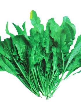 野生荠菜种子耐寒四季农家蔬菜