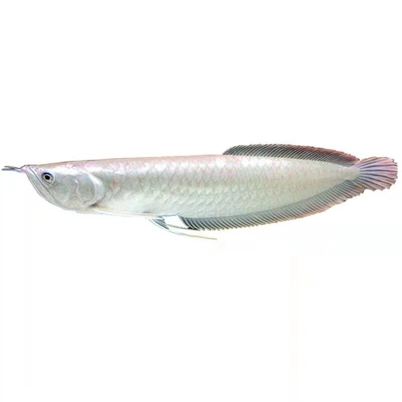 中大型鱼银龙鱼活体鱼龙苗热带观赏鱼淡水龙鱼水族黄化鱼活体包邮