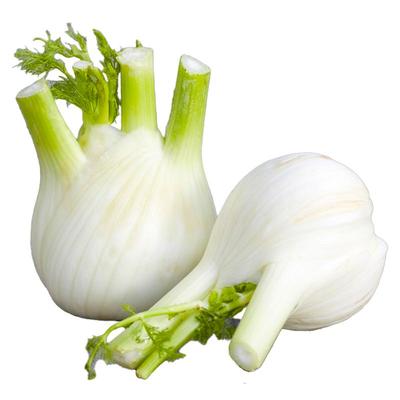 寿光茴香苗秧割茬茴香