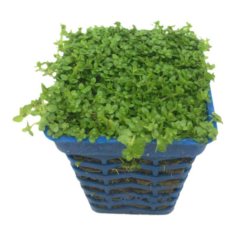 水草活体水草前景草迷你矮珍珠爬地牛毛天湖葵鱼缸活体真水草合集