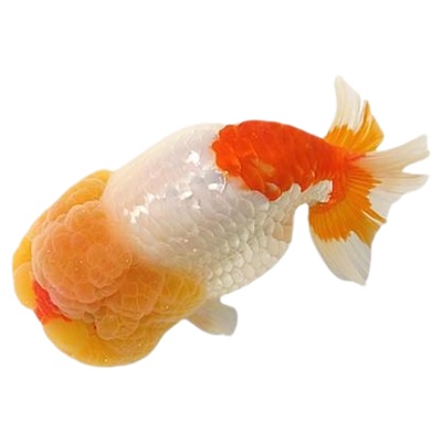 兰寿金鱼活鱼小型国粹精品