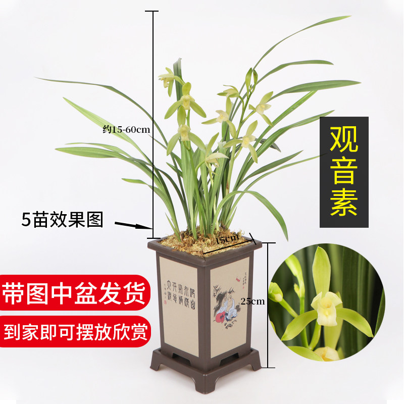 兰花建兰四季兰观音素花季带花带盆栽好发货仿紫砂塑料盆花卉绿植