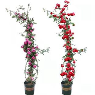 爬藤月季大游行蔷薇花苗四季好养植物藤本月季花室外阳台绿植花卉