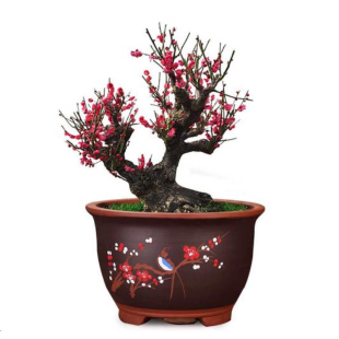 红梅花盆栽树苗室内外阳台花卉庭院地栽四季耐寒植物老桩盆景腊梅