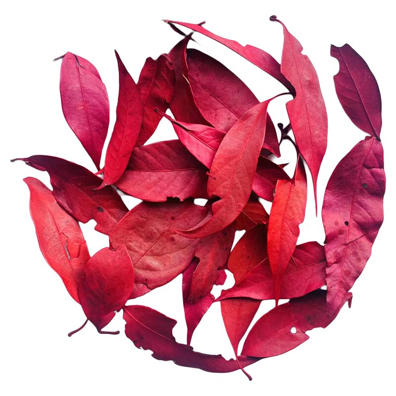 菩提叶天然真树叶圆形柏梨叶橱窗布置装饰干花标本花环叶子拍摄