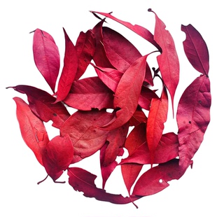 菩提叶天然真树叶圆形柏梨叶橱窗布置装饰干花标本花环叶子拍摄