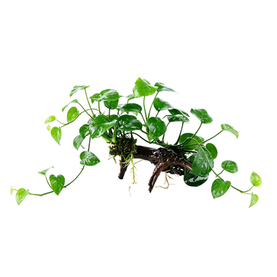 鱼缸造景沉木小水榕易养