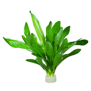 鱼缸水草植物造景水培懒人养鱼专用制氧增氧净化水质的蜈蚣草绿菊