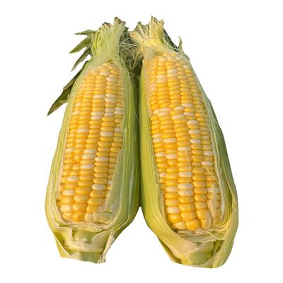 新鲜现摘水果多汁爆浆甜玉米