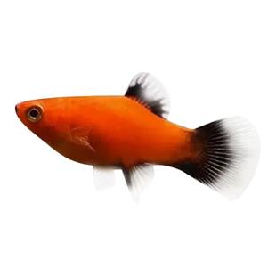 黑尾月光鱼米奇玛丽观赏鱼好养耐活新手好养胎生鱼会生小鱼可繁殖