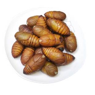 大蚕蛹柞蚕蛹新鲜活大黄蛹大茧蛹500克包邮烧烤蚕蛹昆虫活蚕蛹