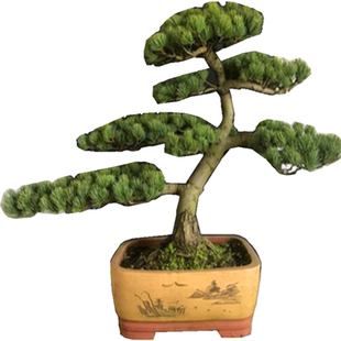 一图一拍日本宫岛大阪松阳台庭院客厅造型盆栽老桩迎客松四季常青