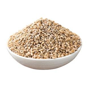 蓝青稞米高原特产新米粗粮主食五谷杂粮煮粥非西藏谷物煮饭麦仁