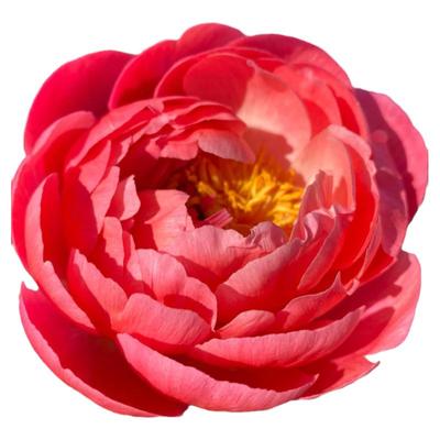 何惟芳同款牡丹重瓣芍药花鲜花