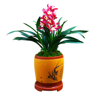 翁源兰花喜花里大花蕙兰红将军带花浓香新手好养室内花卉绿植盆栽