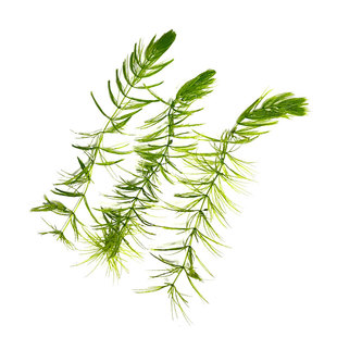 金鱼藻水草淡水水族箱鱼缸造景挂卵繁殖降低氨氮净化水质好养易活