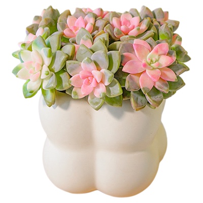 多肉植物大颗好养室内盆栽绿植