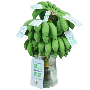 禁止蕉绿香蕉banana网红菠萝水培植物桌面绿植办公室水果凤梨芭蕉
