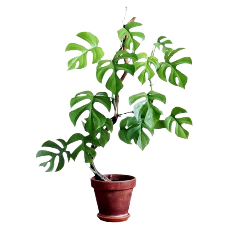 姬龟背飞来凤圆叶龟背竹阳台室内耐阴爬藤垂藤植物净化空气水培