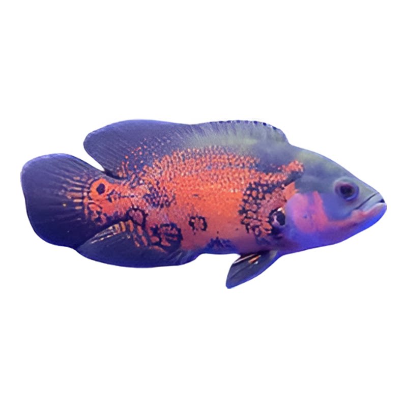 精品地图鱼健康活体水族高颜值观赏鱼白玉系水族缸包活包邮