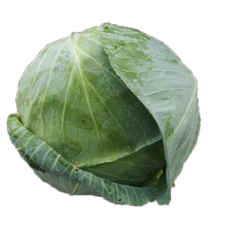 蔬菜抗低温反季节圆球形甘蓝种子