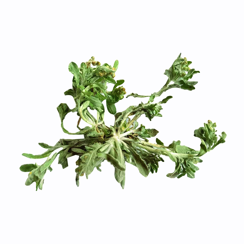 新鲜现采潮汕青草小号麦芽仔酒壳草 鼠壳草 酒曲草 鼠曲草 清明草