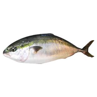 8-10斤1条 北京闪送冰鲜黄狮鱼寒师鱼油甘鱼黄狮鱼章红鱼海钓刺身