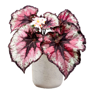 ins 网红蟆叶观叶秋海棠盆栽开花卉新奇植物室内客厅阳台桌面好养