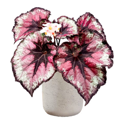 网红观叶秋海棠新奇开花盆栽植物