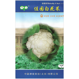 有机松花菜种子菜花籽青梗花椰菜种孑耐热耐寒蔬菜种子白菜花早熟