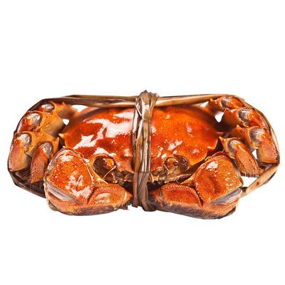 鲜活全母4.0两特大螃蟹现货礼盒