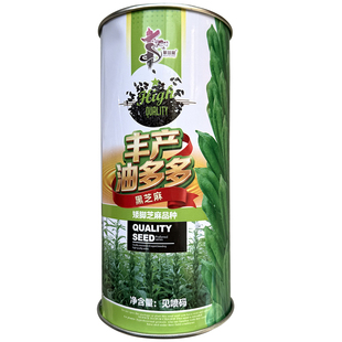 矮脚黑芝麻种子榨油高产抗病油率高大田基地四棱芝麻种孑中早熟