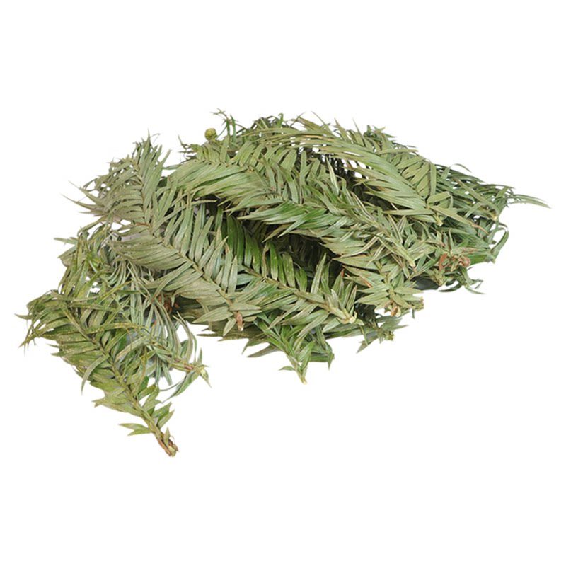 杉树叶压花干花装饰品DIY手工