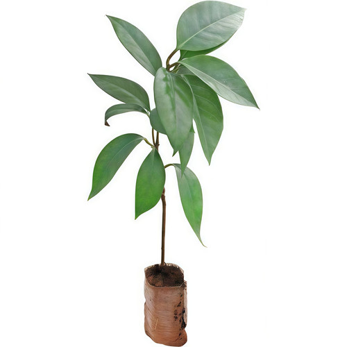 黑老虎树苗紫黑布福娜果苗大血藤果盆栽地栽爬藤当年结果恶魔果实