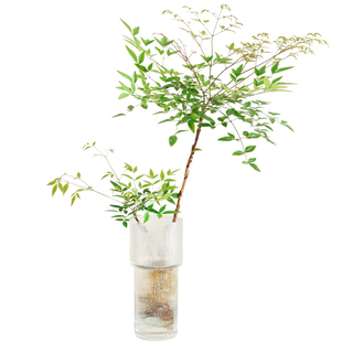 带根南天竹水养盆栽玻璃瓶水培植物室内好养马醉木客厅办公室绿植