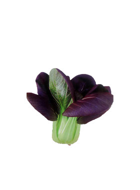 四季播种紫叶油菜秋冬季四季